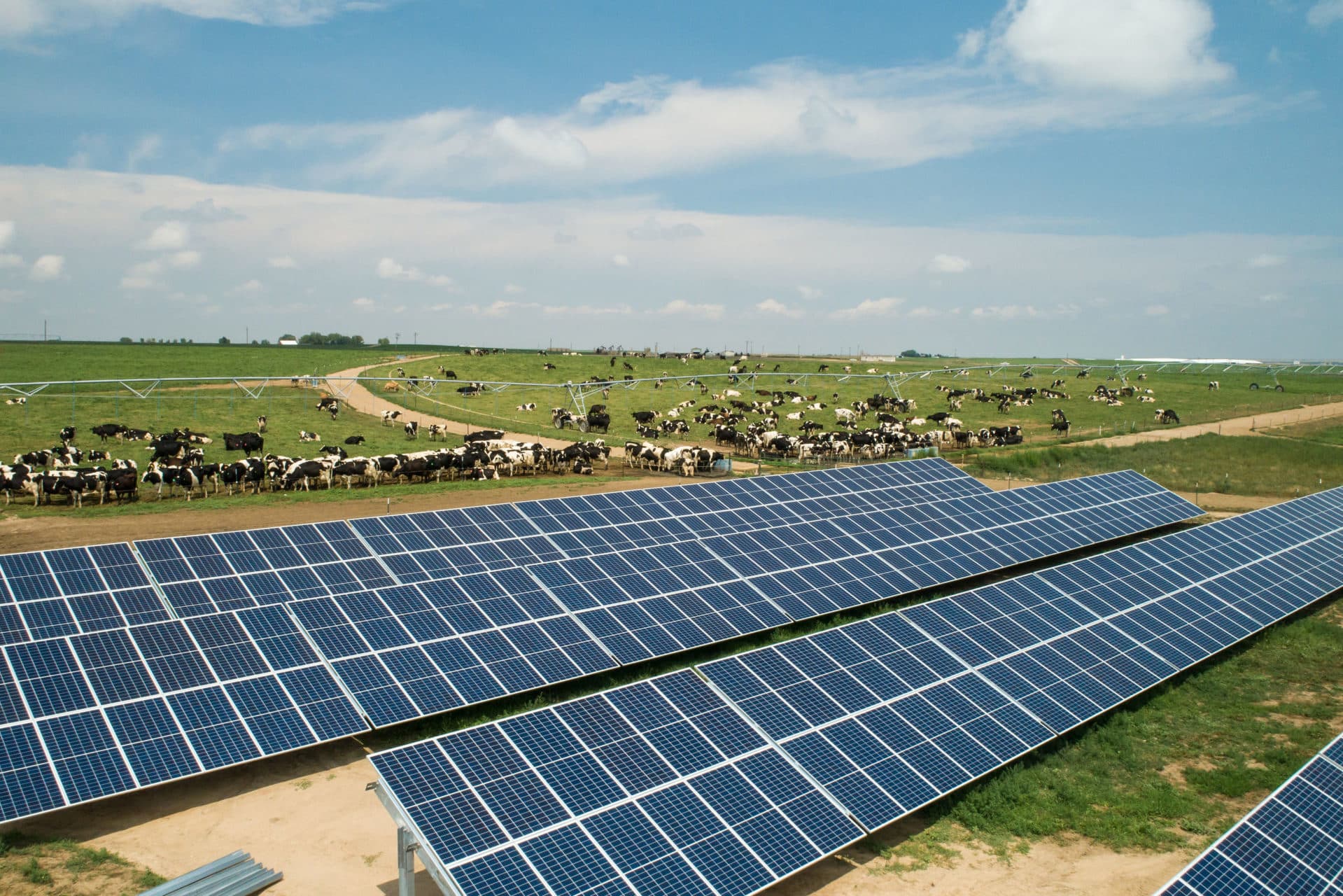 solar panels on ground with dairy cows in background